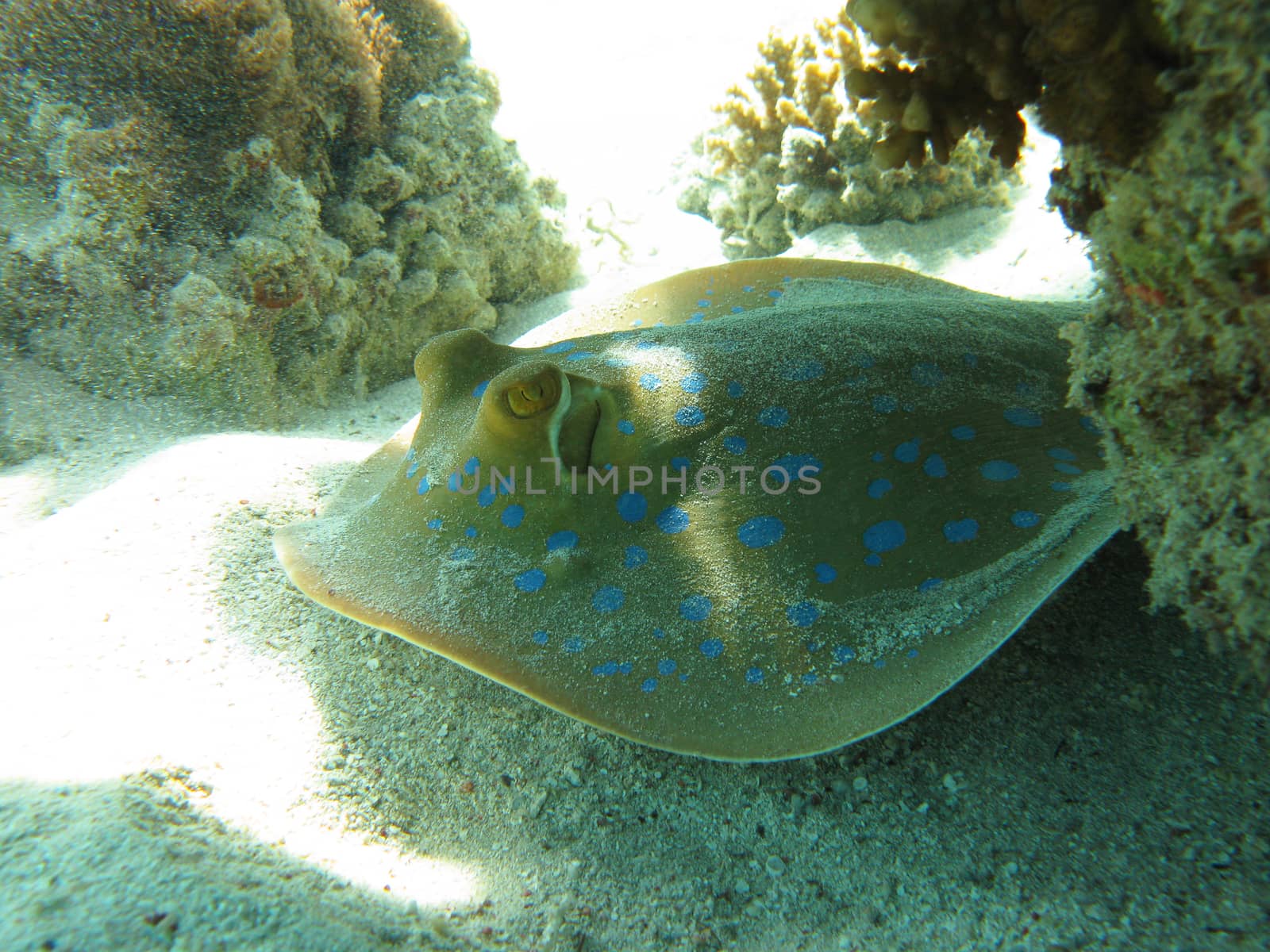 bluespotted ribbontail ray at the bottom of tropical sea on the sand - underwater