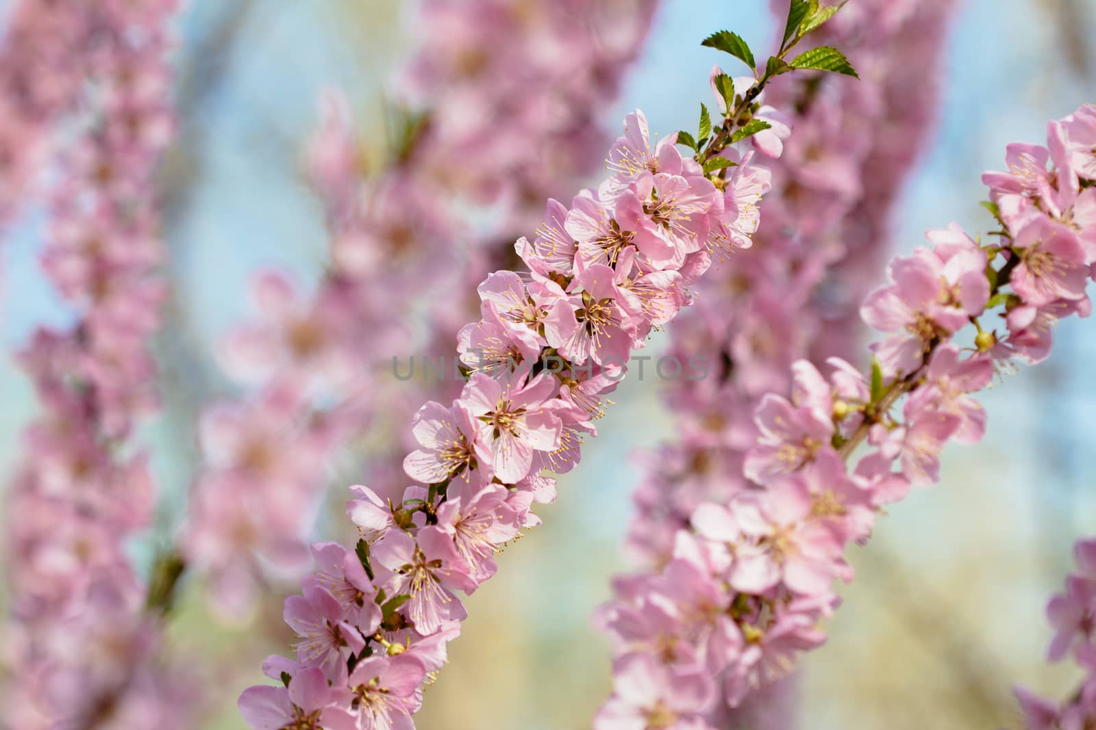 peach blossom in the park