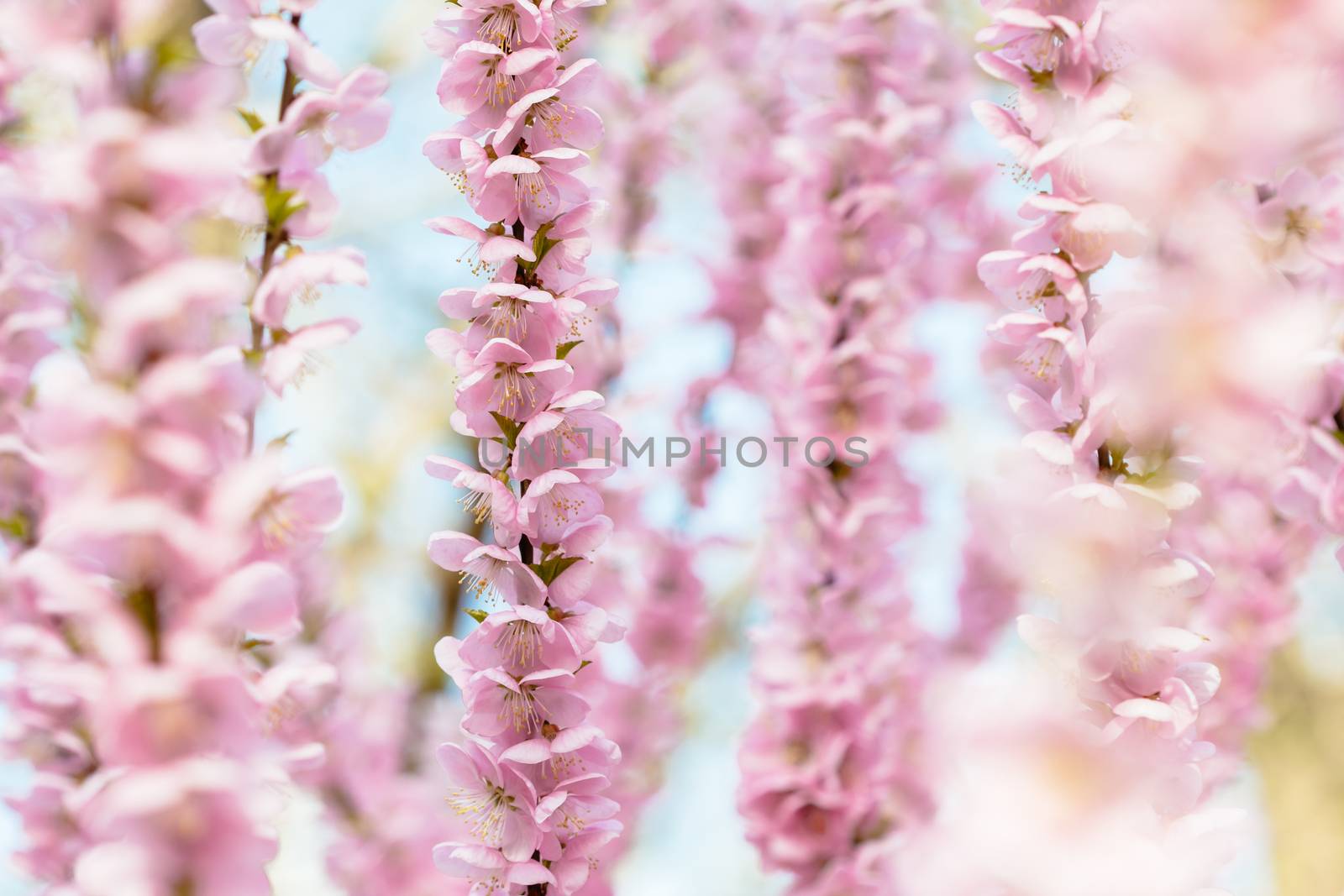 peach blossom in the park