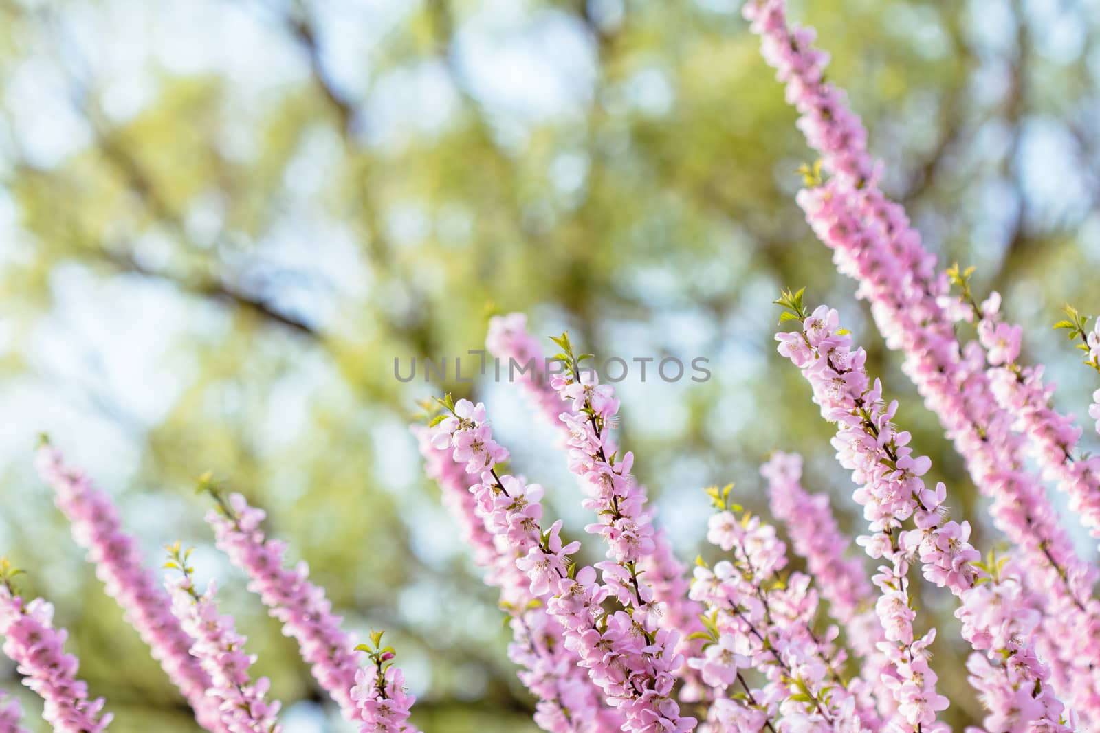 peach blossom in the park