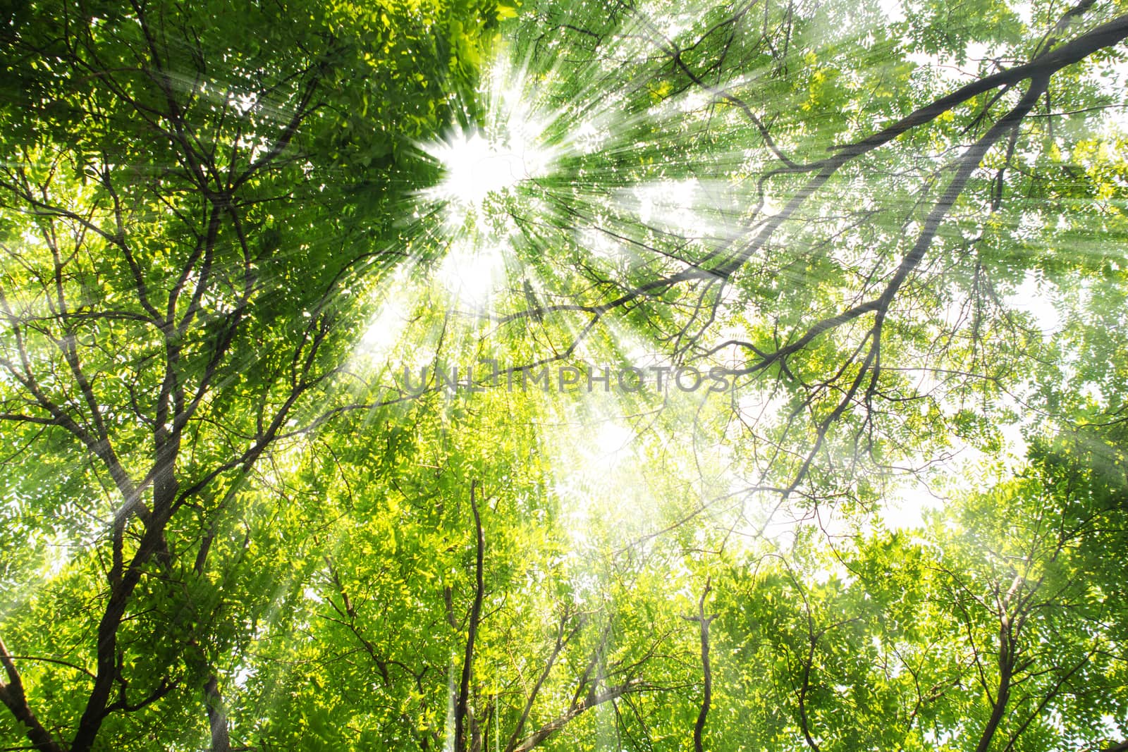 Green tree in the summer,sunshine through the branch