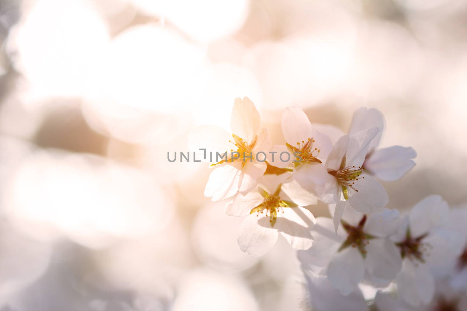 cherry blossom in the park
