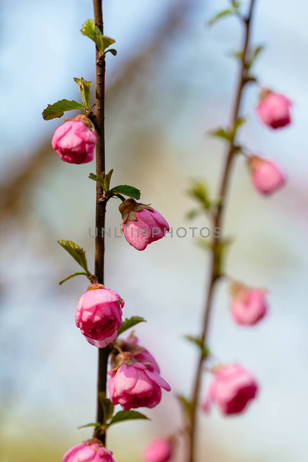 peach blossom in the park