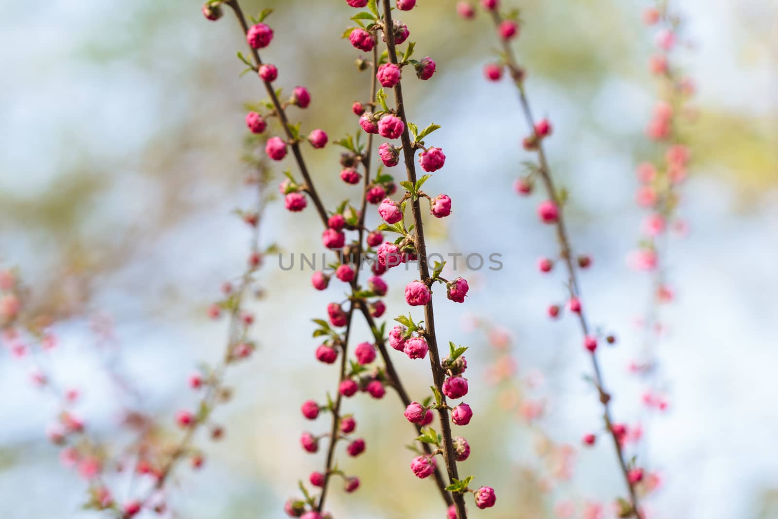 peach blossom in the park