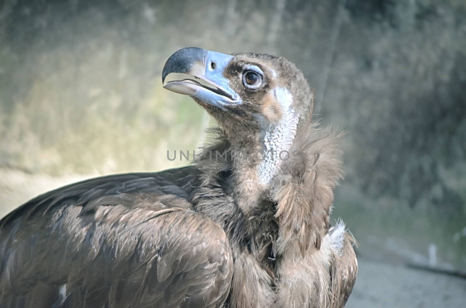 Portrait of an American Bald Eagle