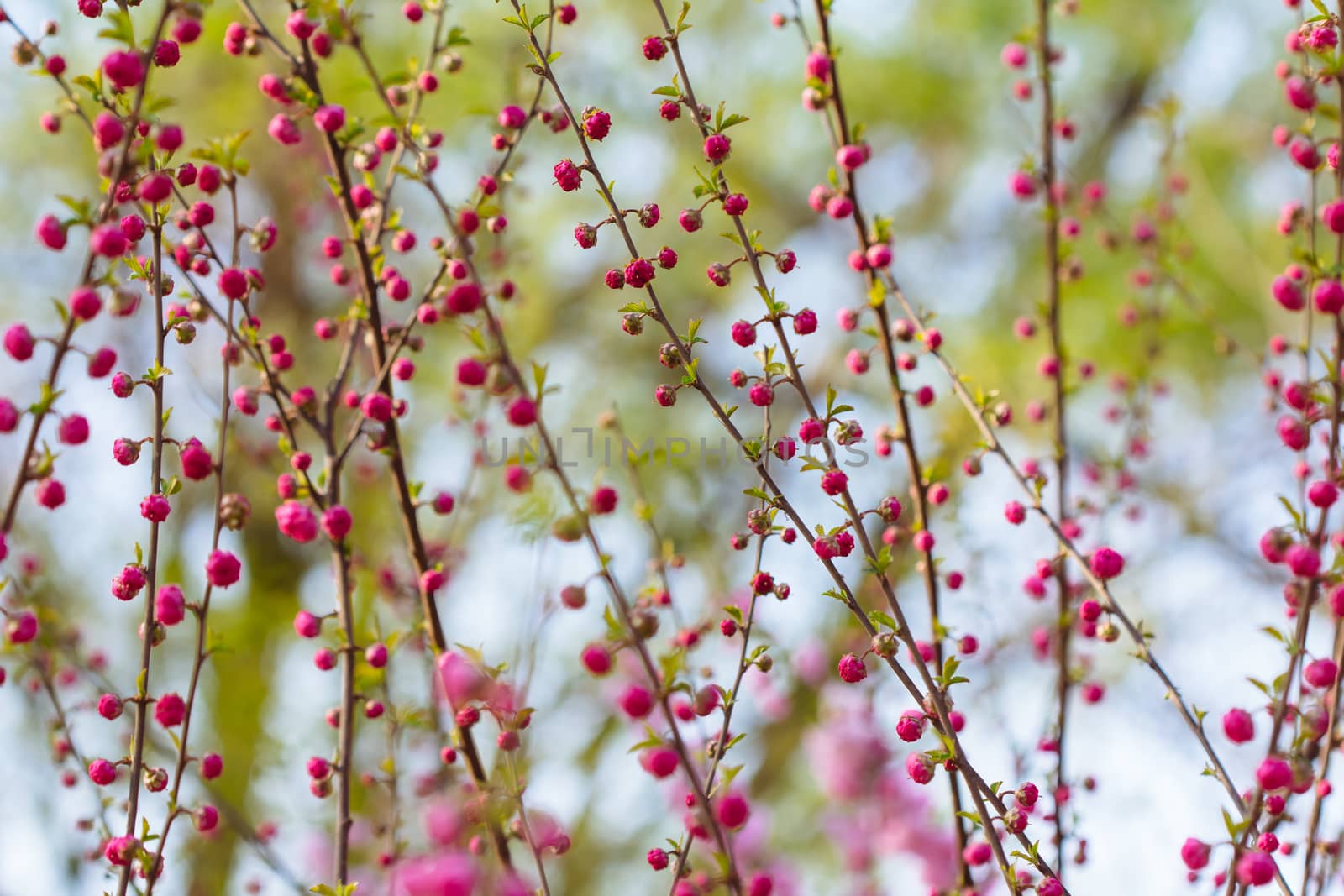 peach blossom in the park