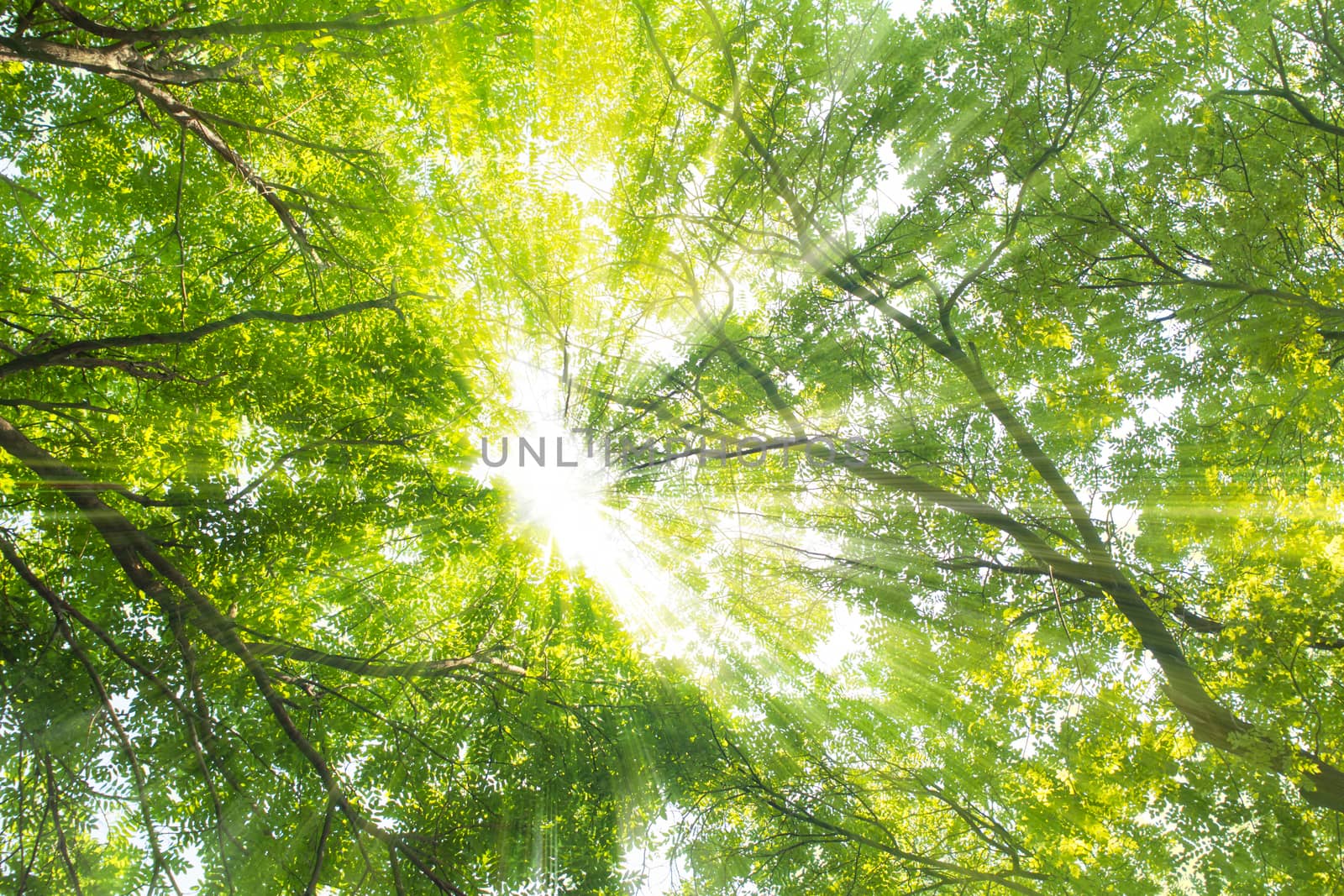 Green tree in the summer,sunshine through the branch