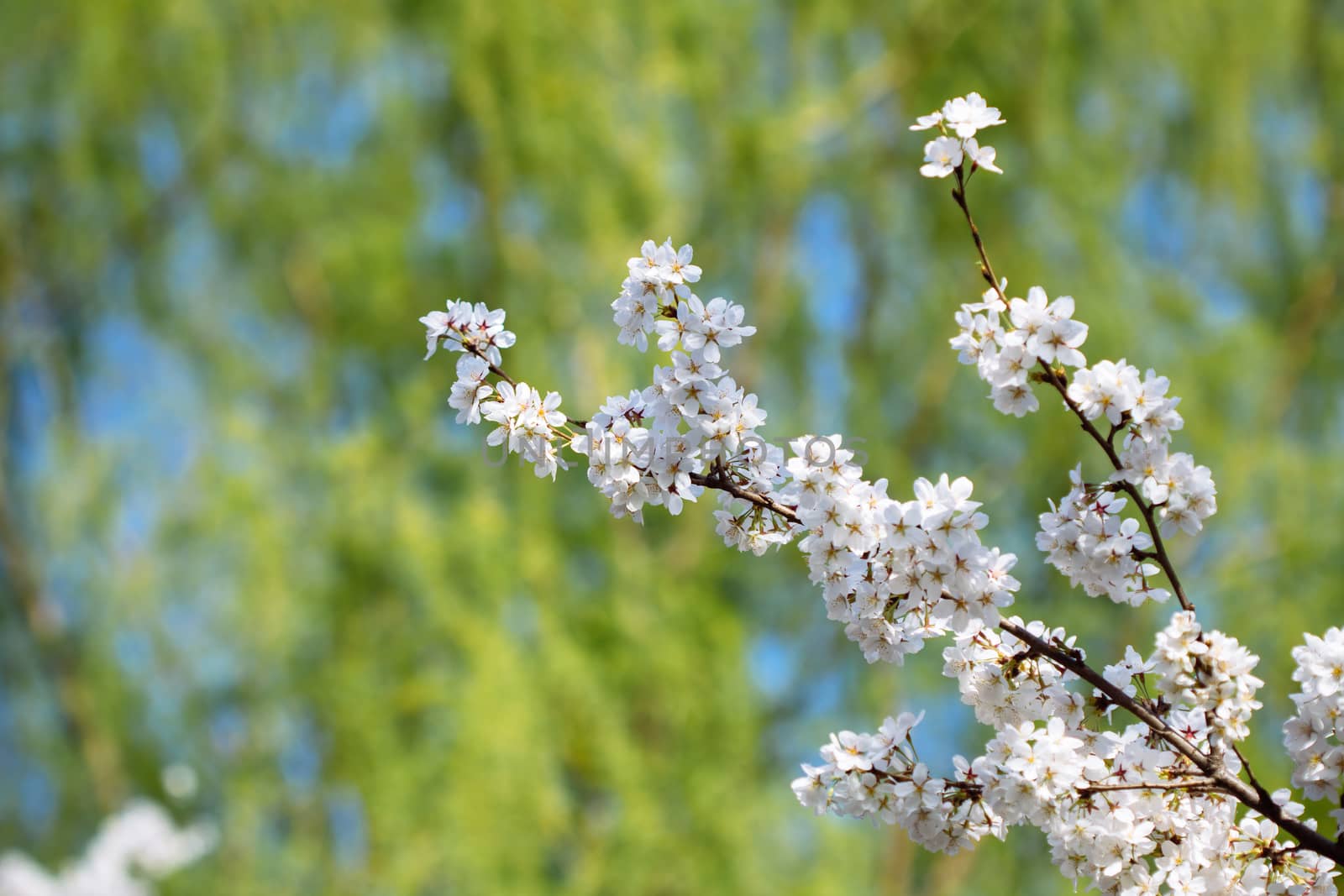 cherry blossom in the park
