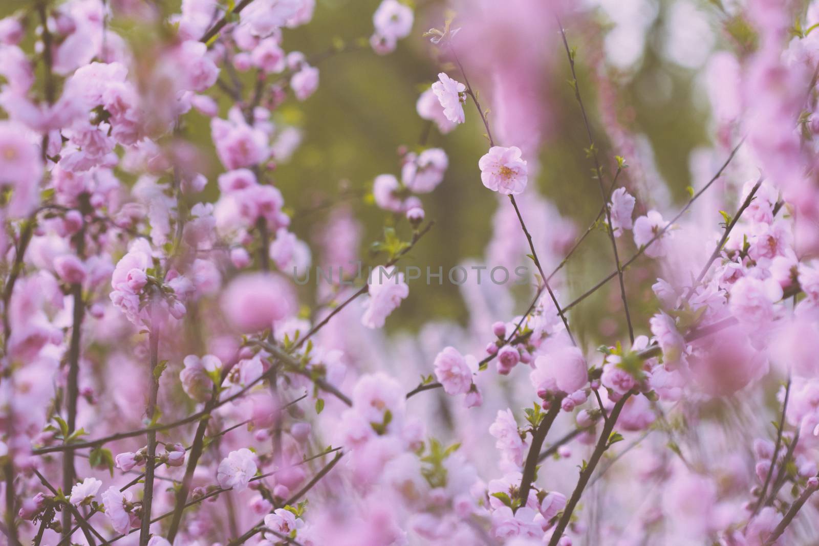 peach blossom in the park
