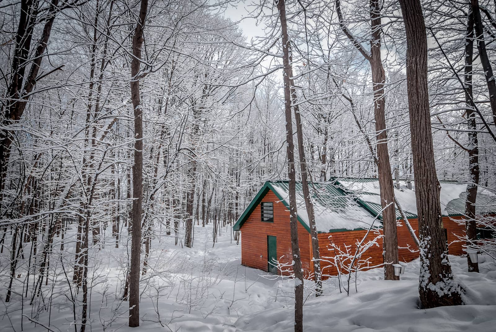 A walk through the woods and a visit to the maple syrup bush sugar shack.