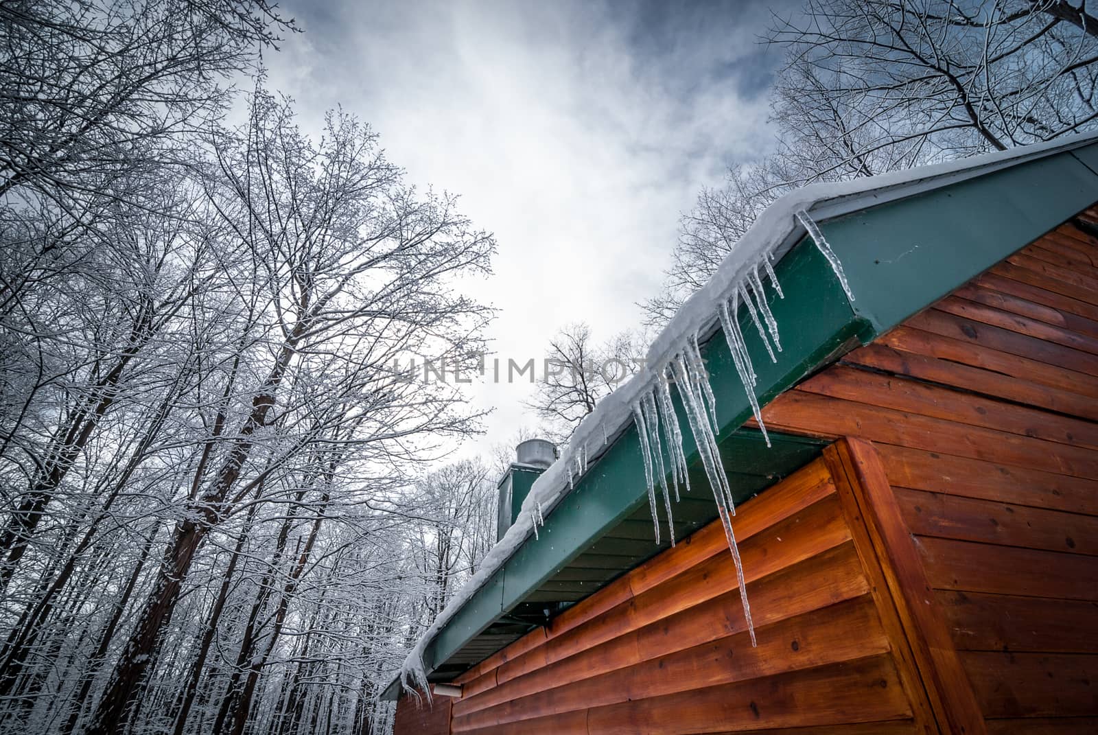 A walk through the woods and a visit to the maple syrup bush sugar shack.