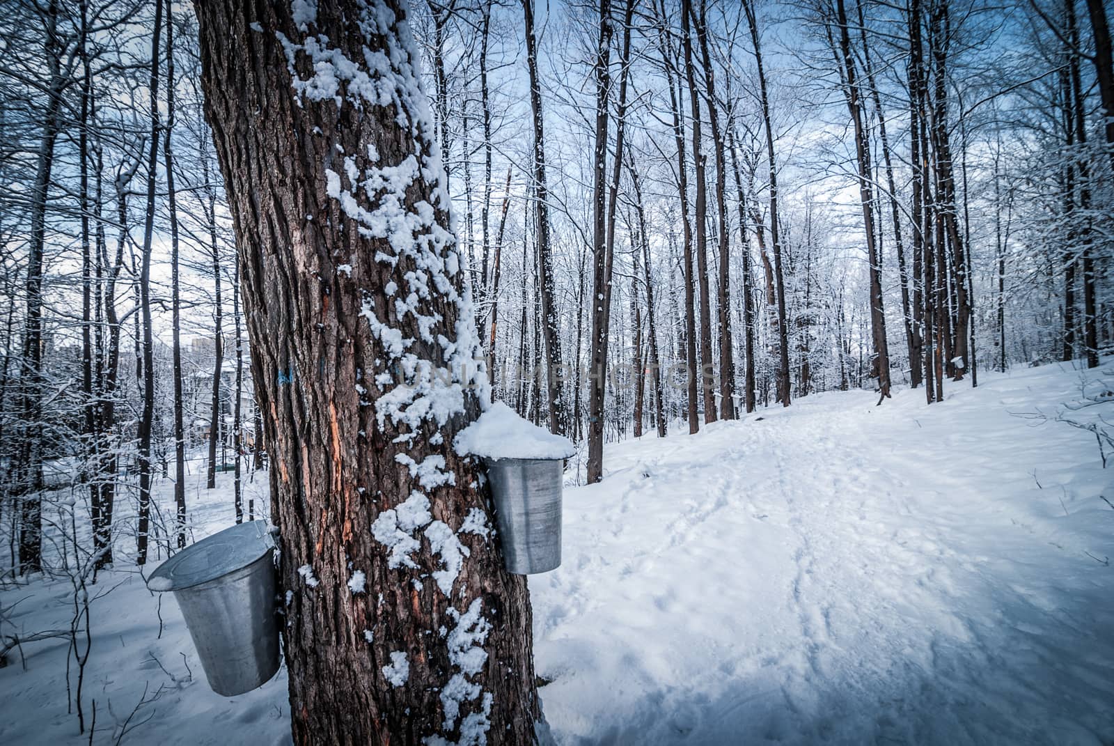 A walk through the woods and a visit to the maple syrup bush sugar shack.