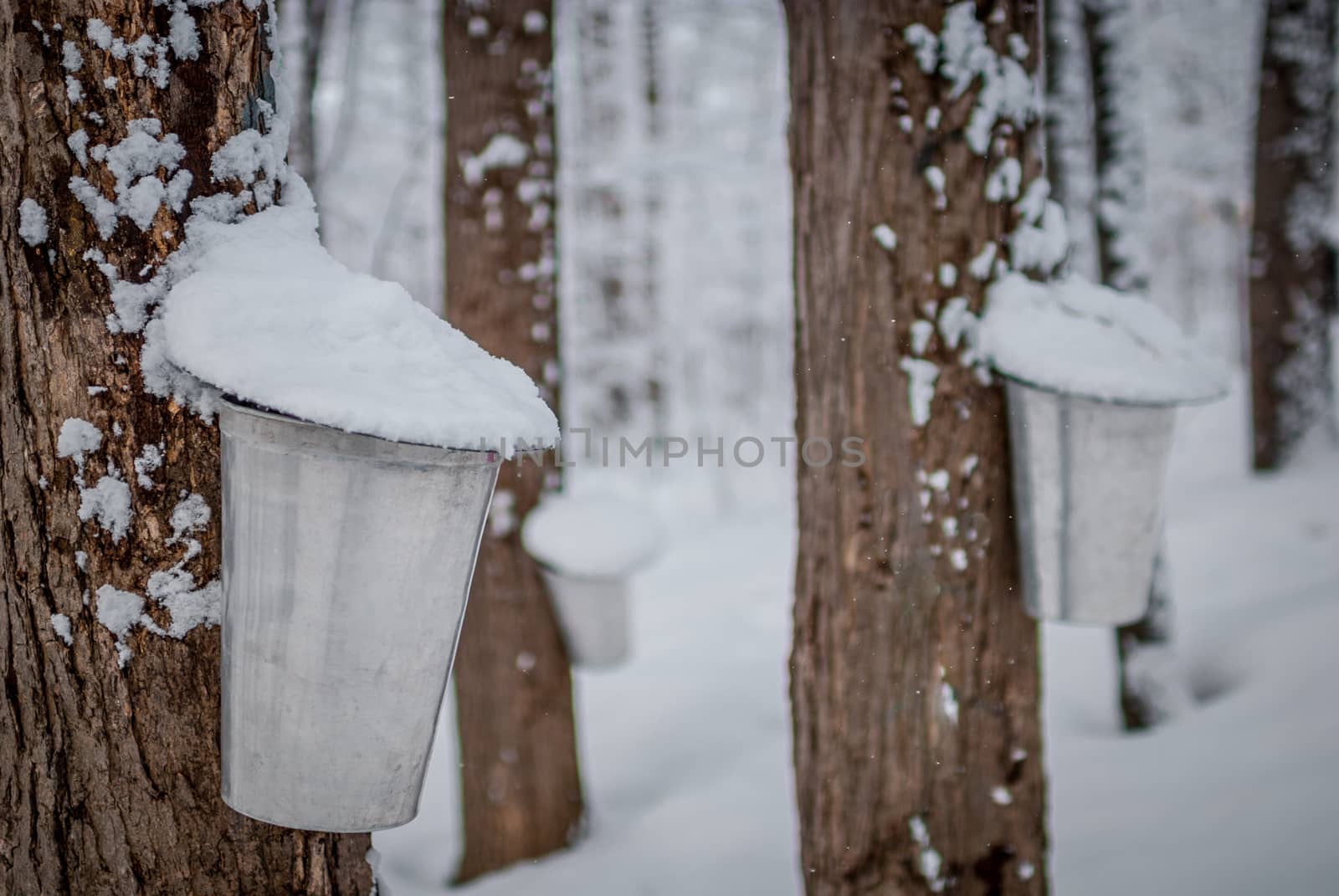 A walk through the woods and a visit to the maple syrup bush sugar shack.