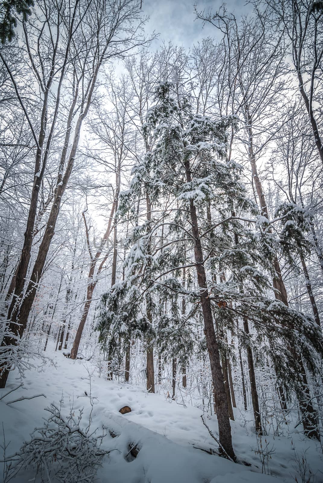 A walk through the woods and a visit to the maple syrup bush sugar shack.