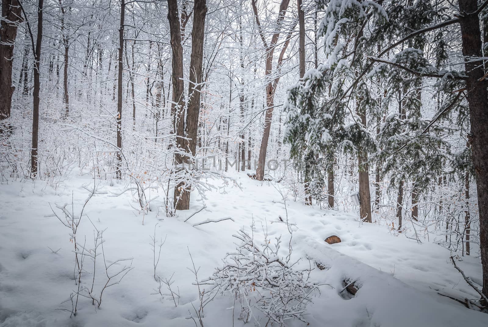 A walk through the woods and a visit to the maple syrup bush sugar shack.