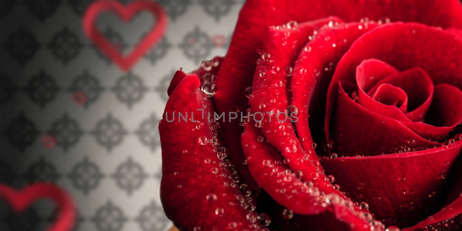 Rose against love heart pattern