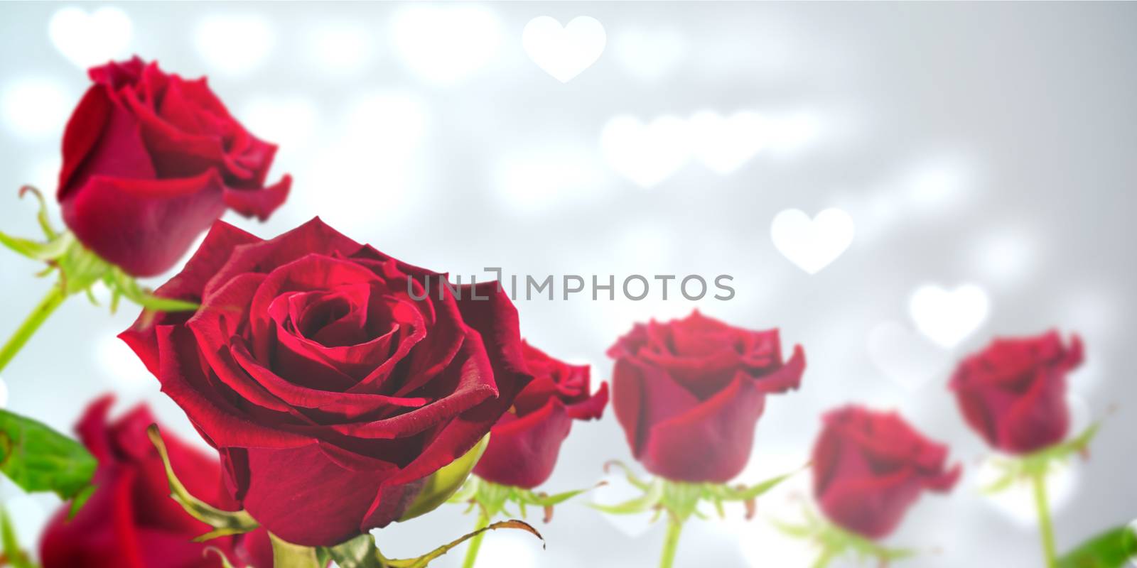 Red rose against valentines heart design