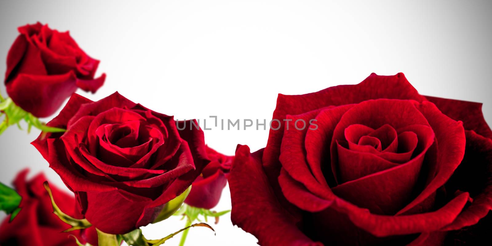 Red roses against white background with vignette