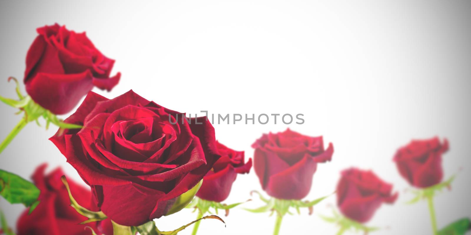 Red roses against white background with vignette