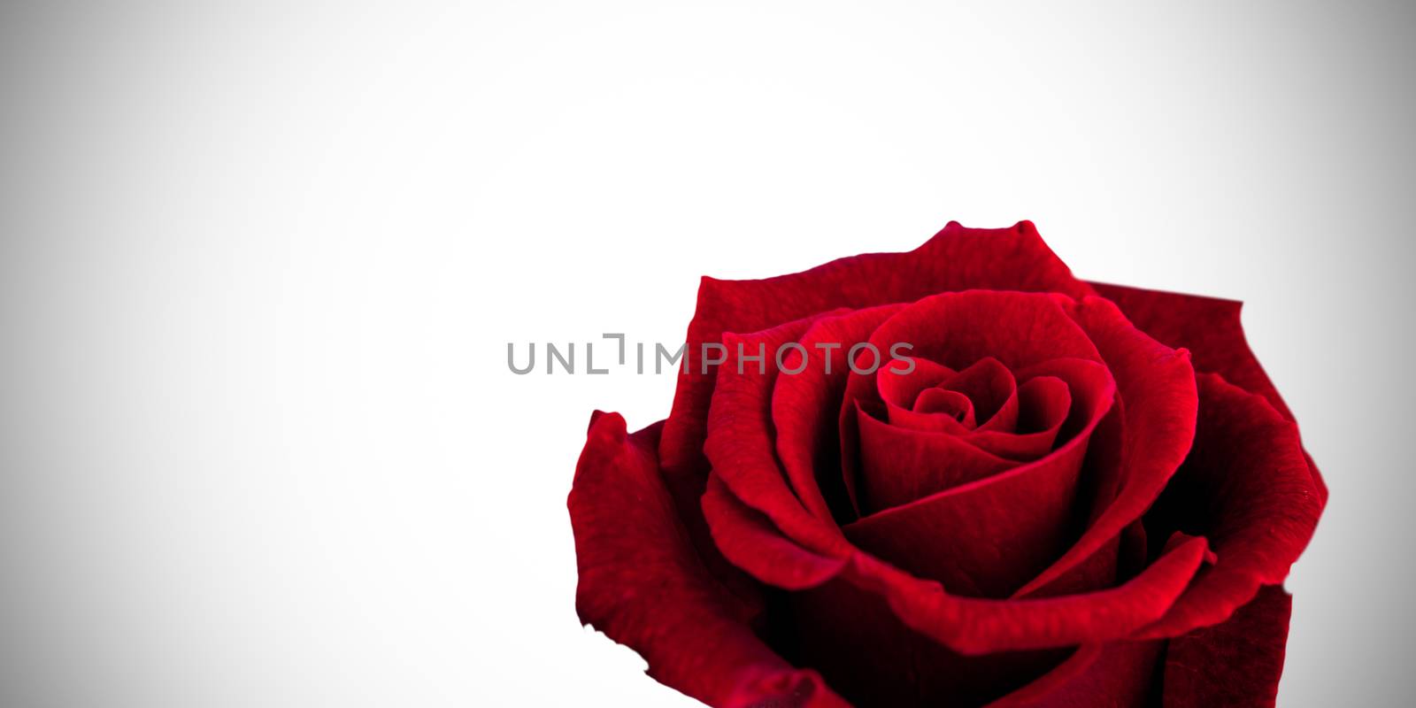 Rose against white background with vignette