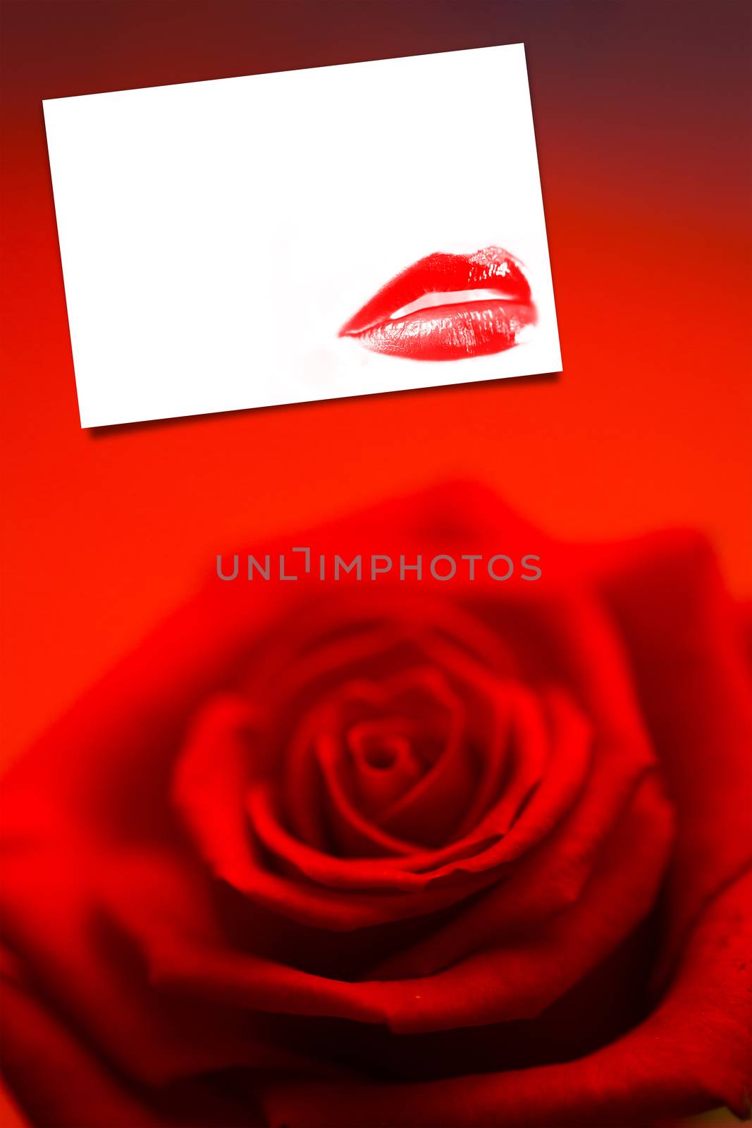 Blurred red rose against white card