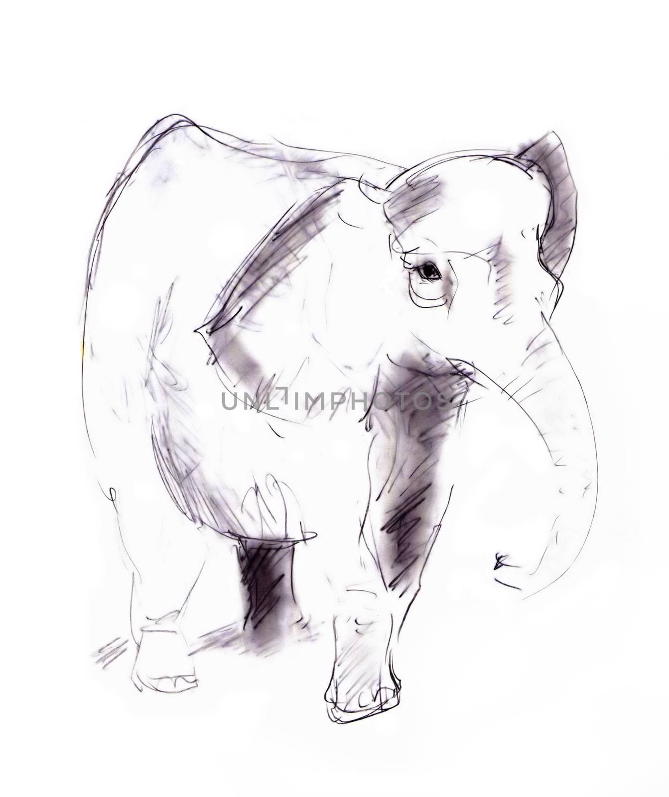 elephant by Mibuch