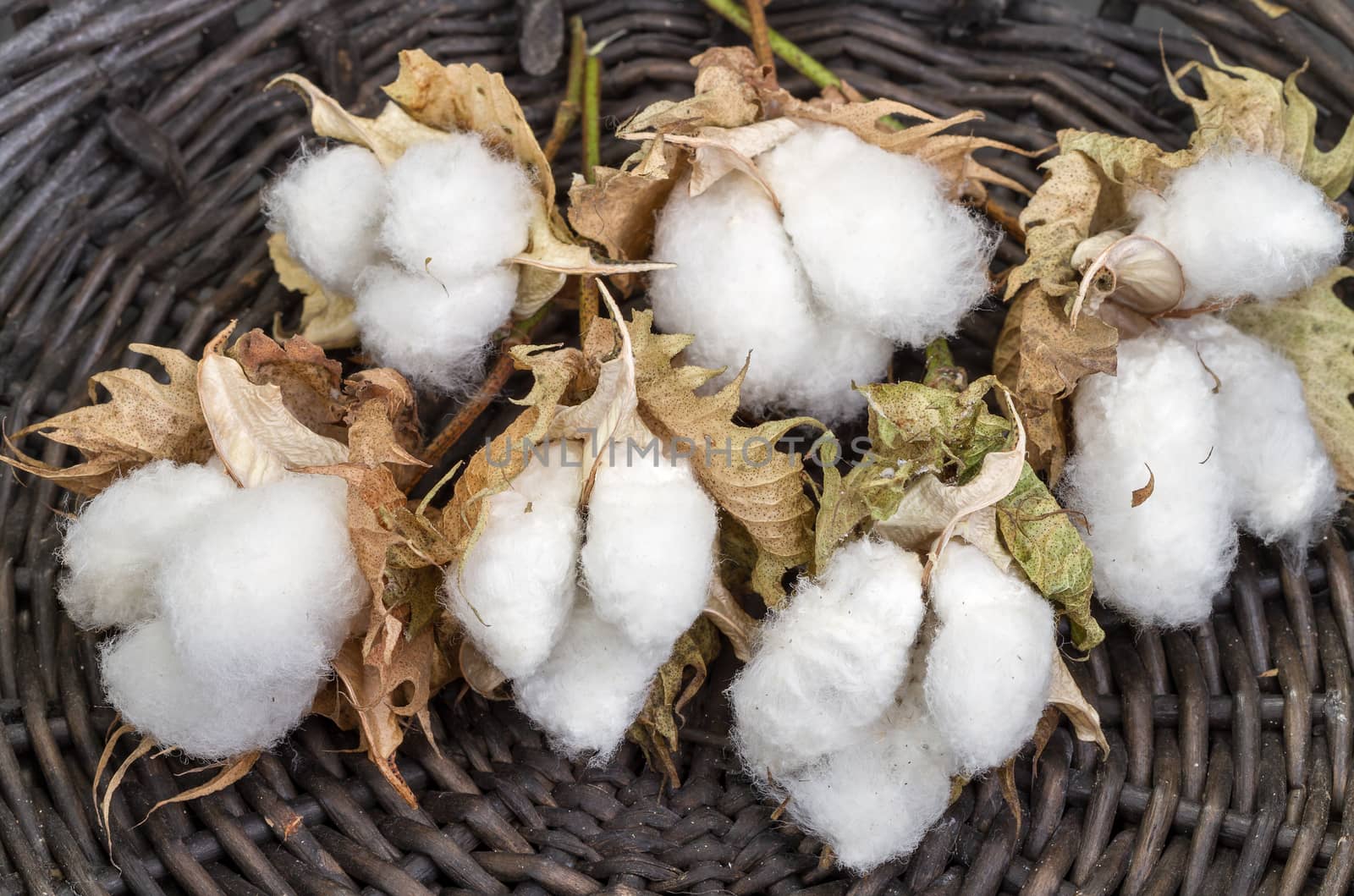 cotton - Gossypium hirsutum L. in Wicker basket