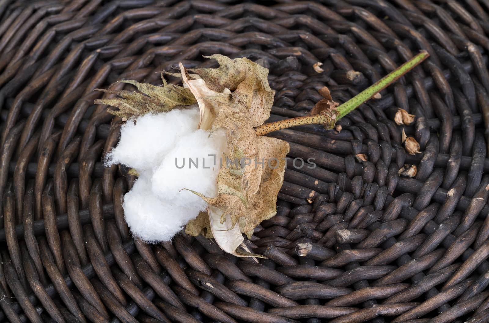 cotton - Gossypium hirsutum L. in Wicker basket