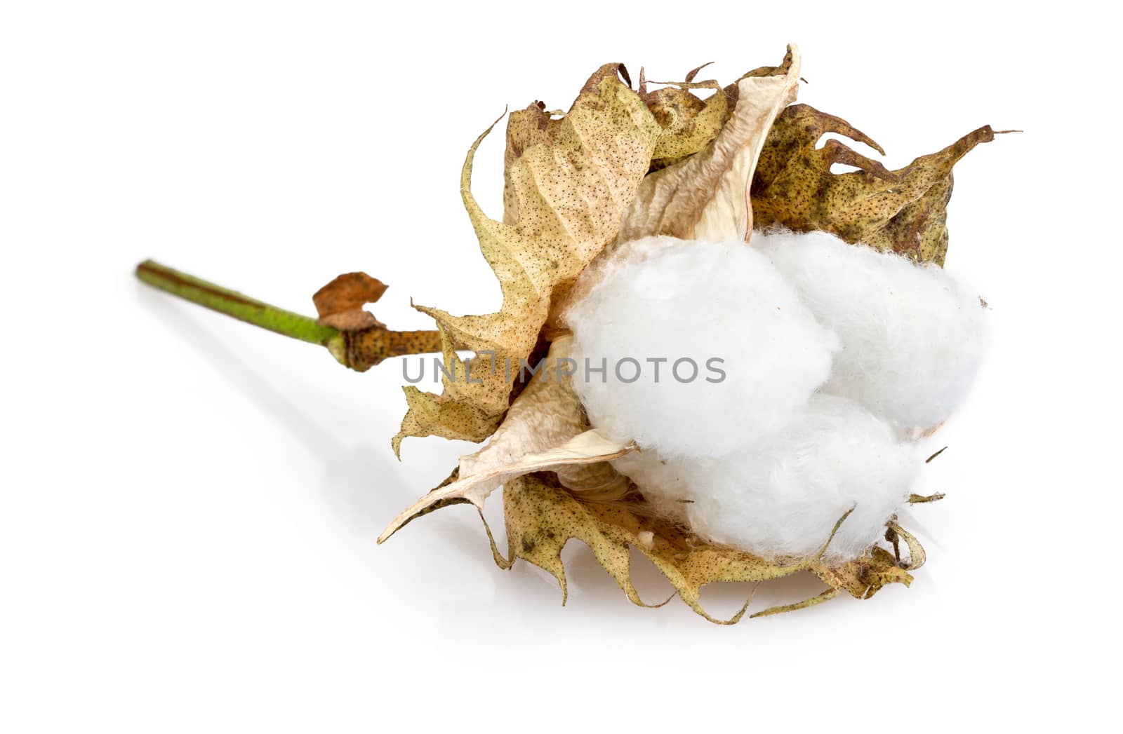 cotton - Gossypium hirsutum L. on white background