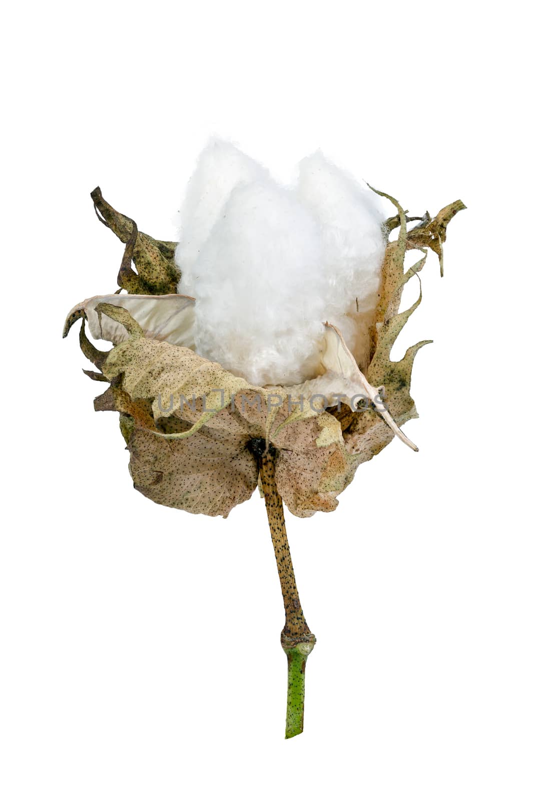 cotton - Gossypium hirsutum L. isolated on white background