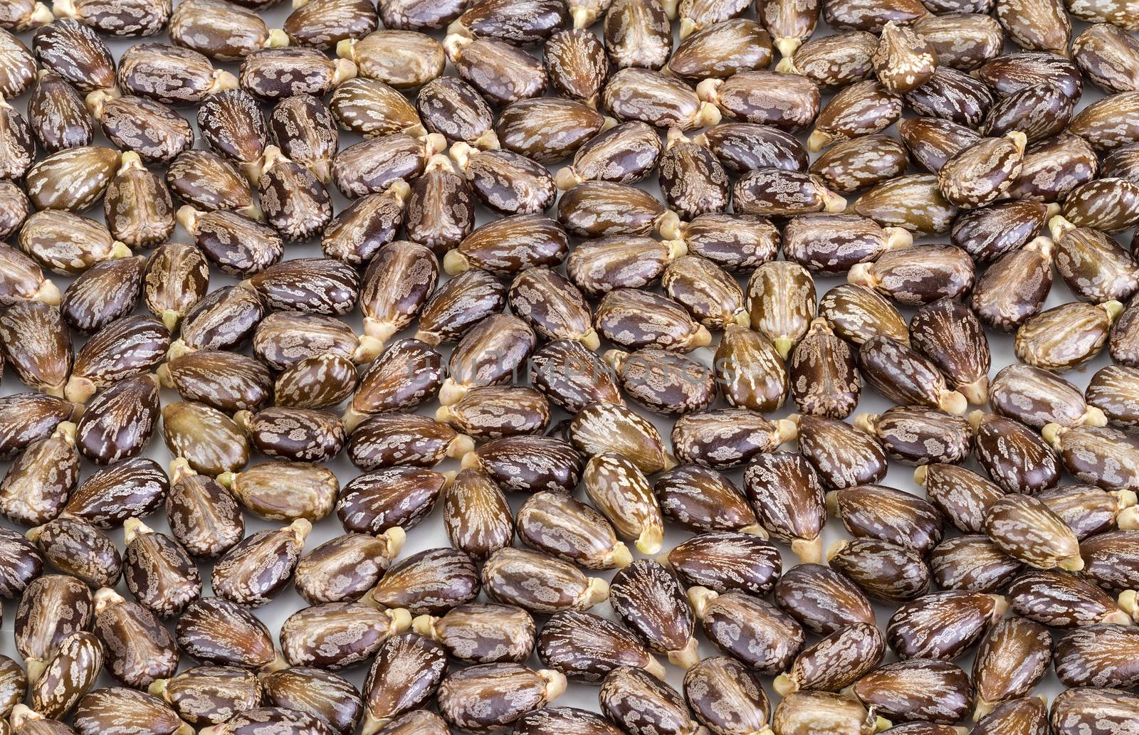 Castor oil seeds-ricinus communis