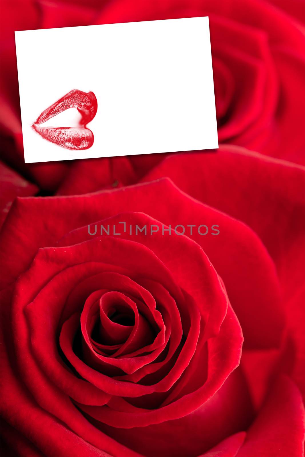 Close up of red roses against white card