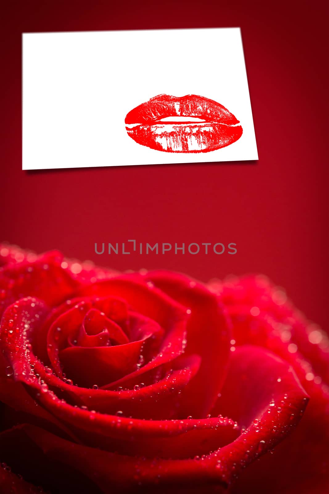 Red rose with rain drops against white card