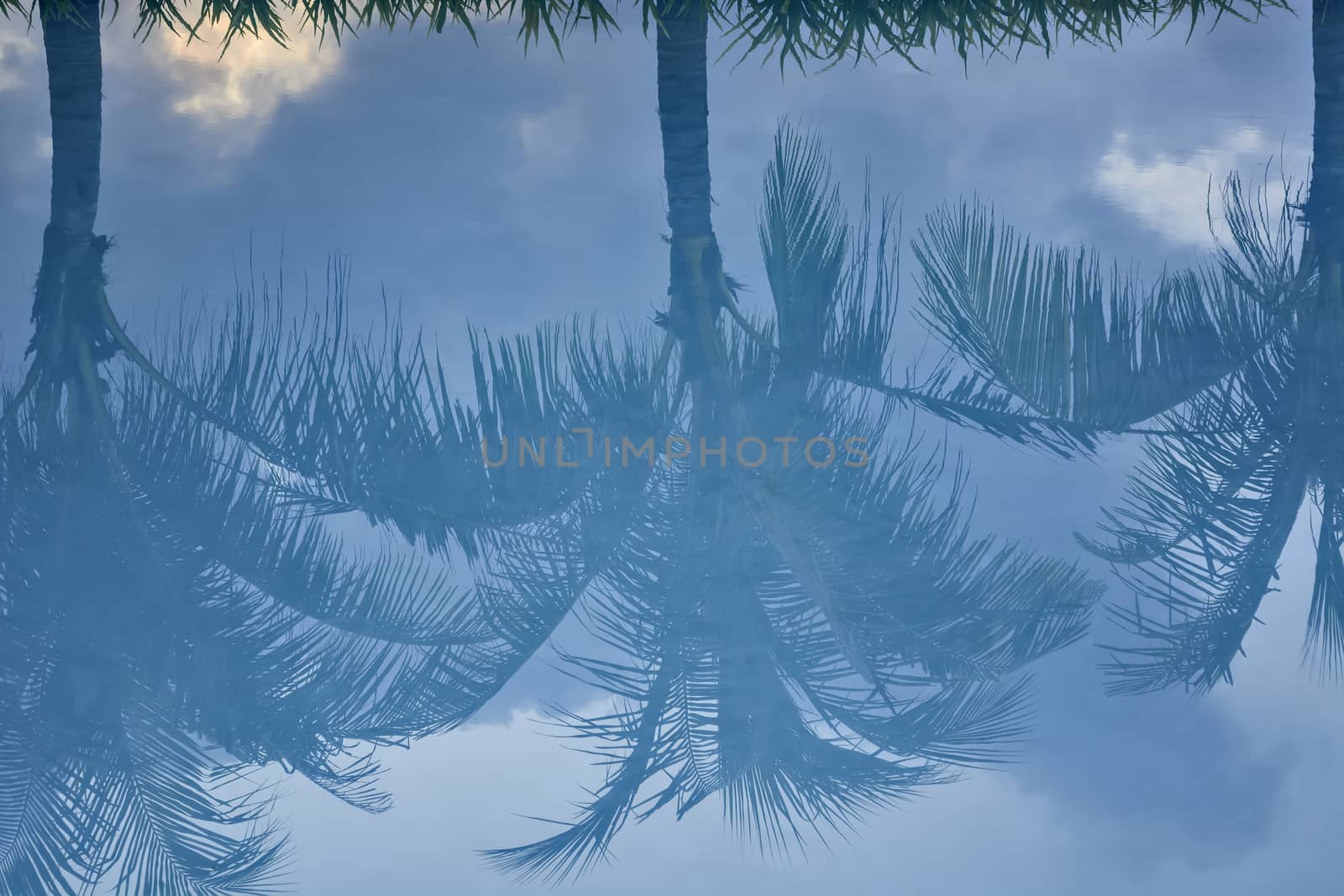 Palm trees reflection on turquoise pool water