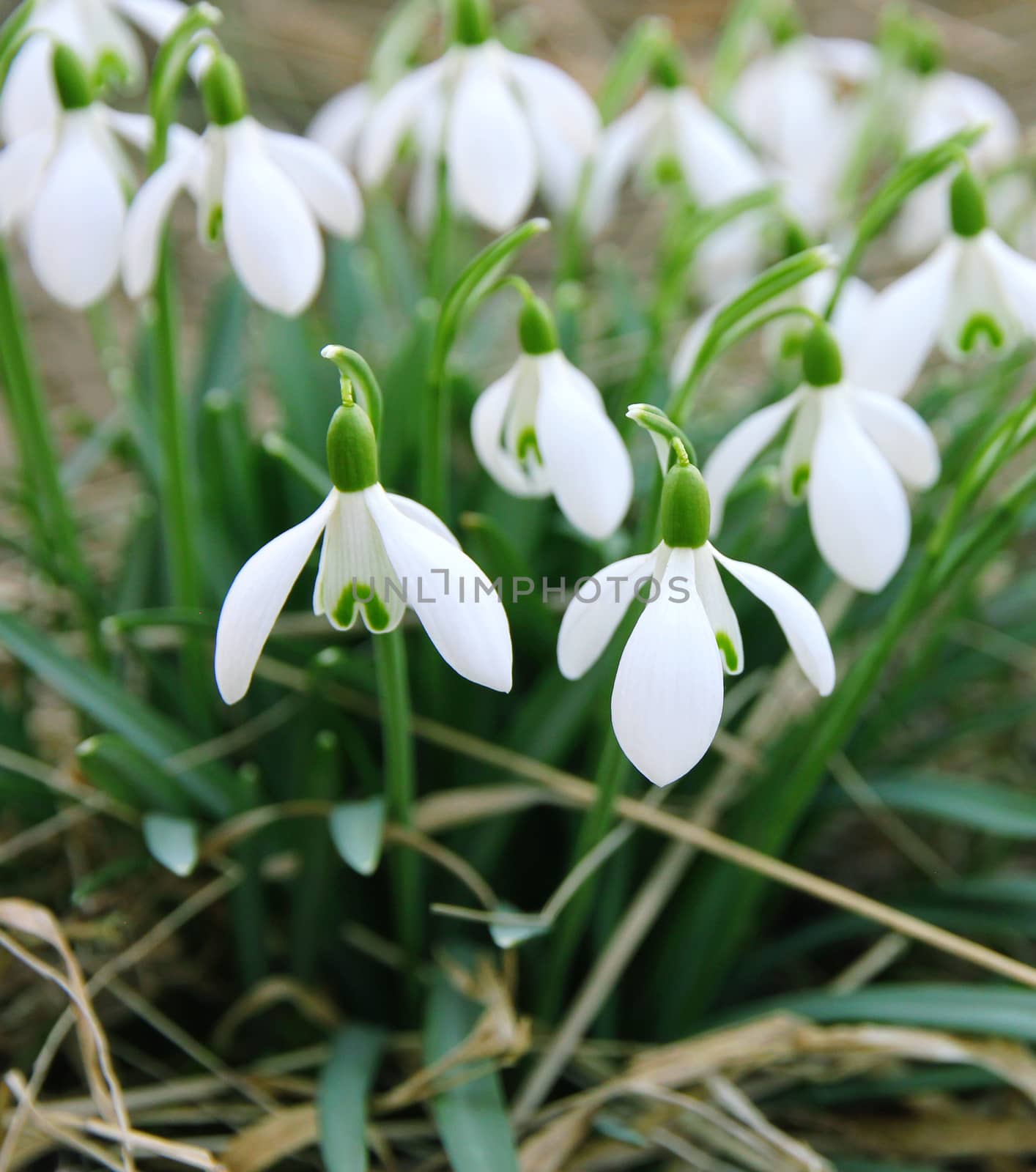 White snowdrops is one of the first spring flowers can use as spring background