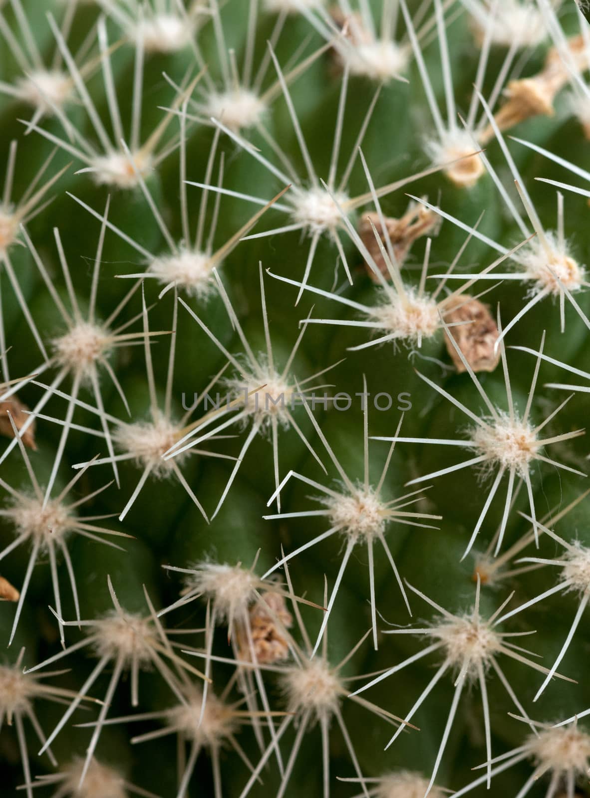 Closeup of a big Cactus full of spines by DNKSTUDIO