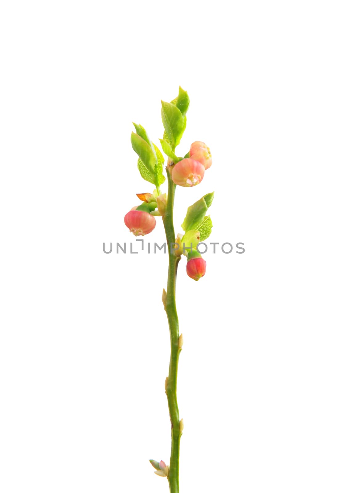 Flowering bilberry (Vaccinium myrtillus)