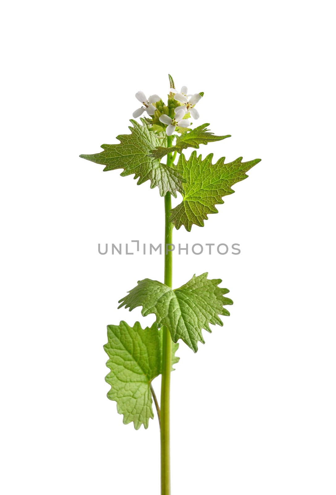 Garlic mustard (Alliaria petiolata)