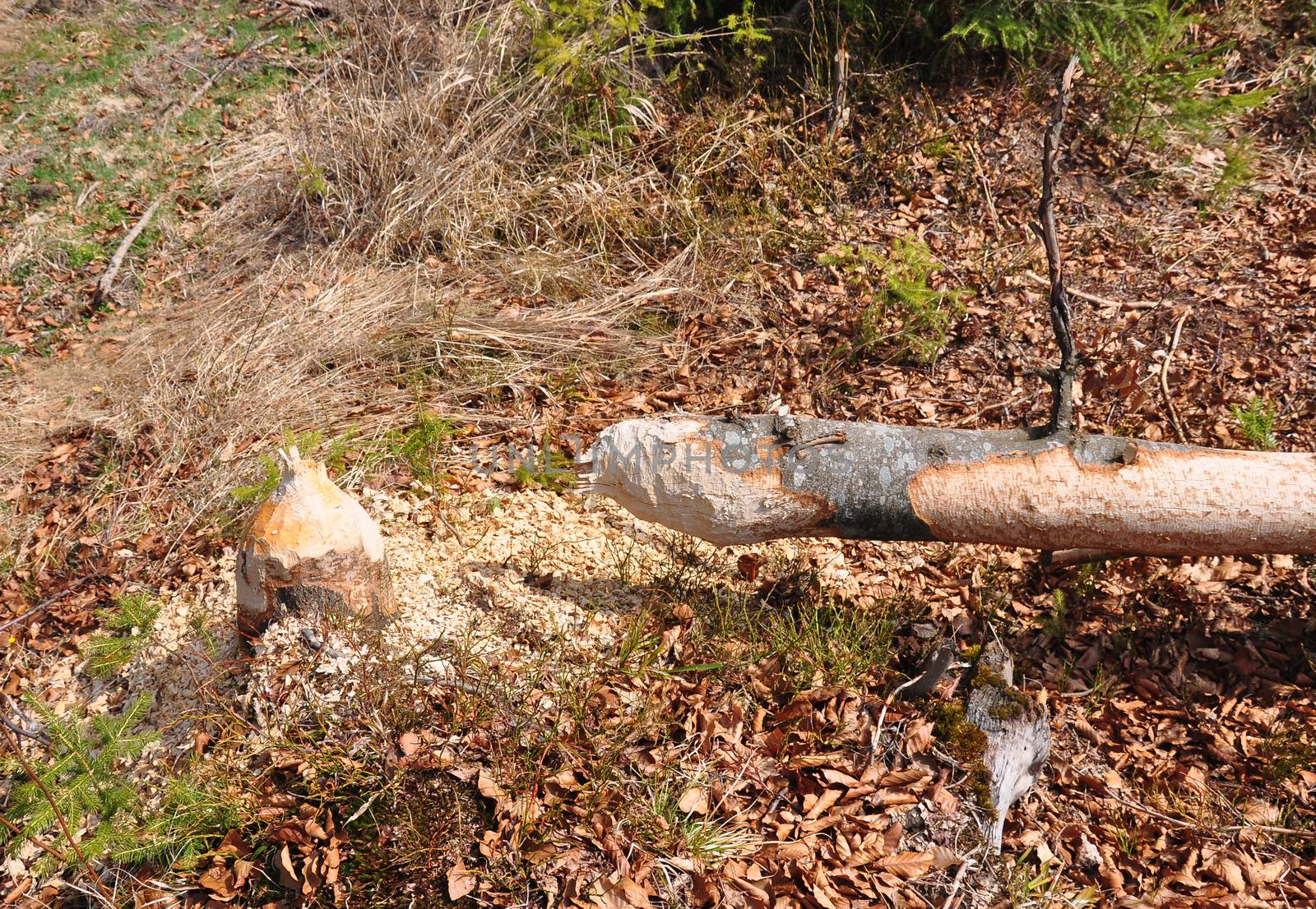 Beaver tree