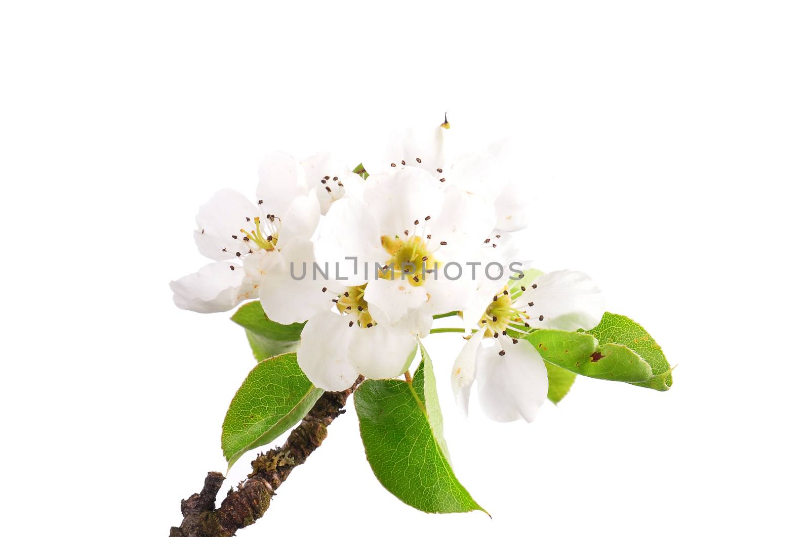 Pear flowers (Pyrus communis) by rbiedermann