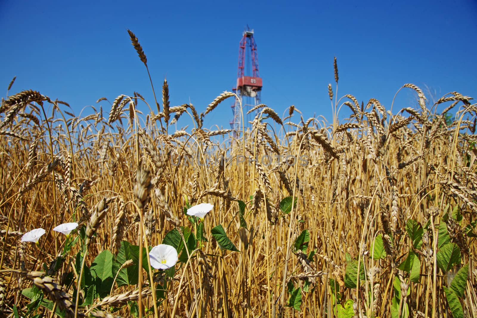 Grain field foreground. Oil rig on the background