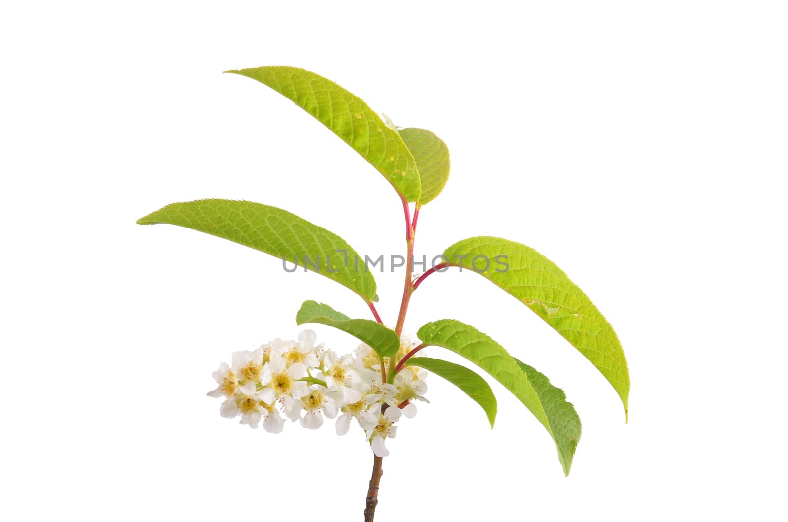 Alder buckthorn flowers (Frangula alnus)
