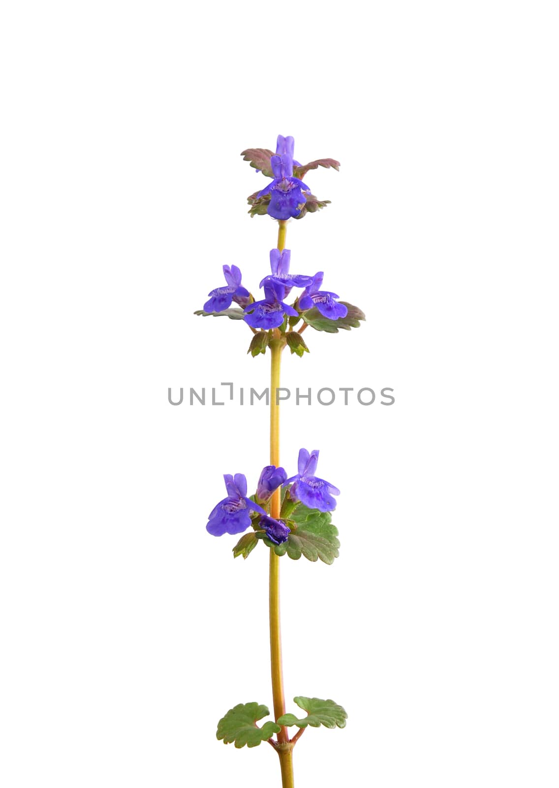Ground-ivy (Glechoma hederacea) by rbiedermann