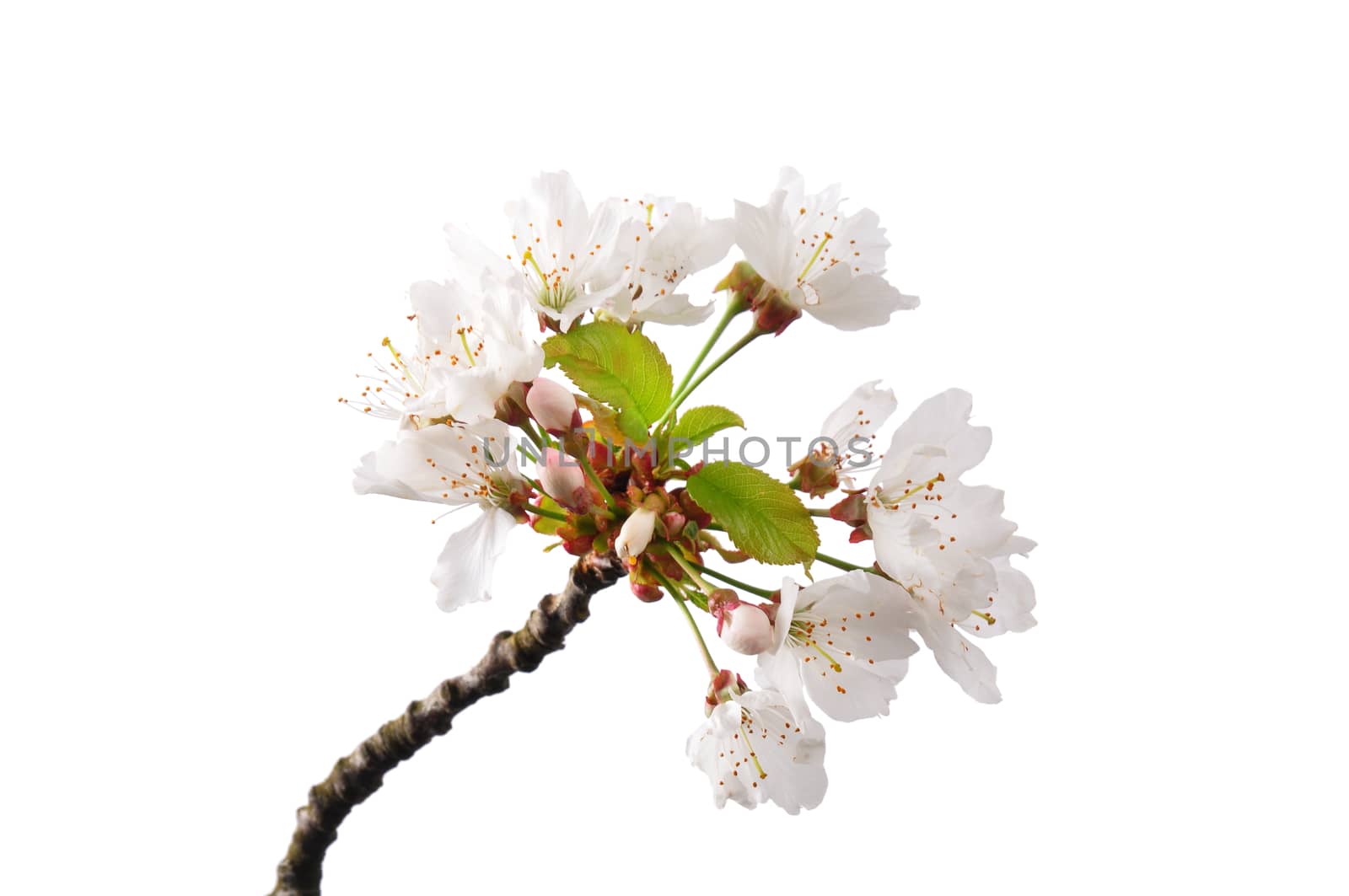 Flowering cherry (Prunus avium) by rbiedermann