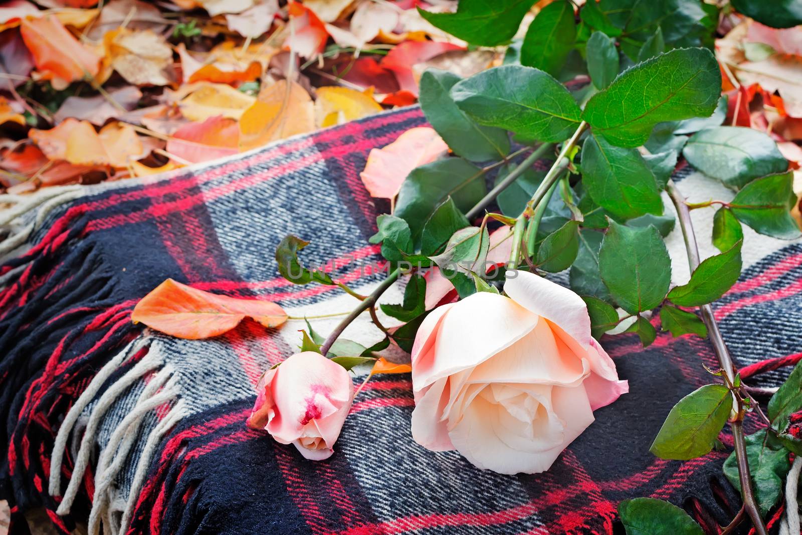 Among the red and yellow fallen leaves lying on the blanket is a beautiful rose with green leaves
