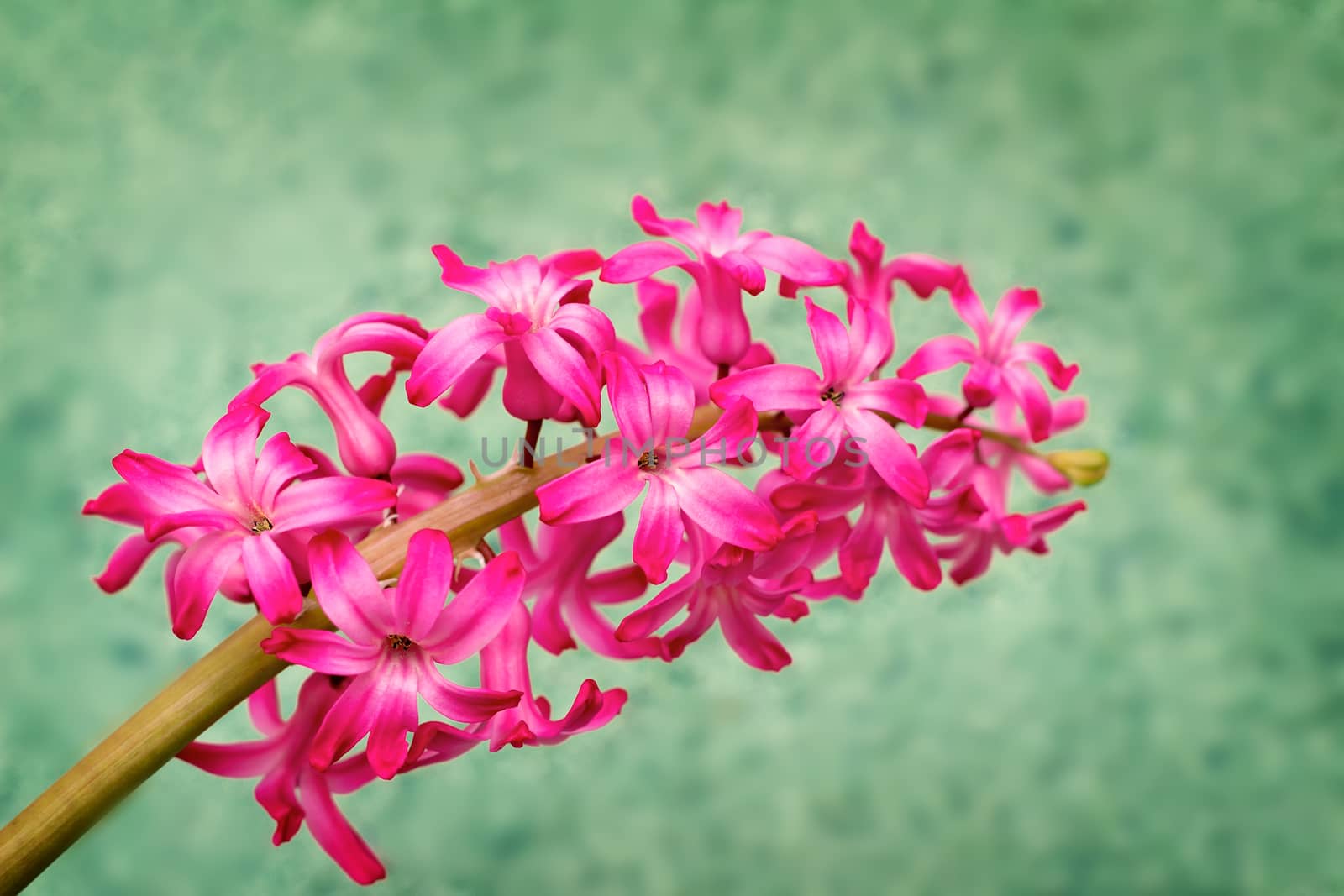 A branch of a flowering hyacinth with bright pink flowers on a pale green background.