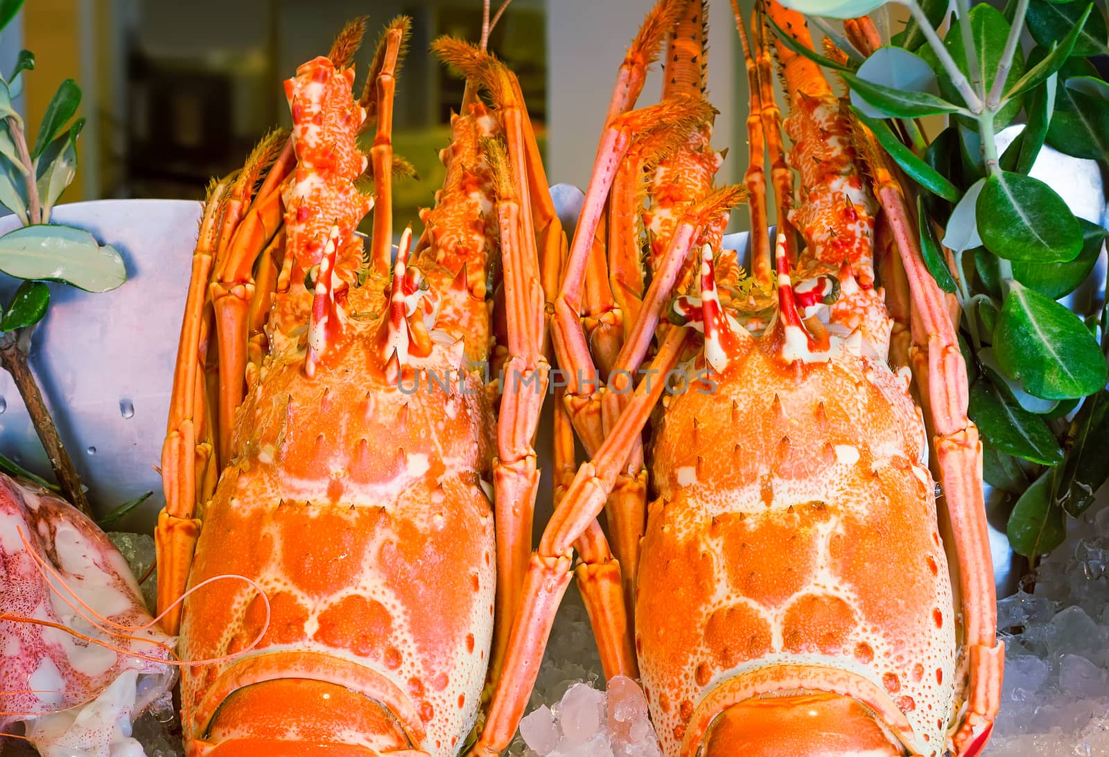 Lobster: marine crustaceans of the Mediterranean sea. by georgina198