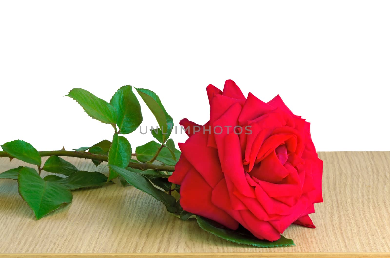 On the table lies a beautiful red rose. Presented on a white background.