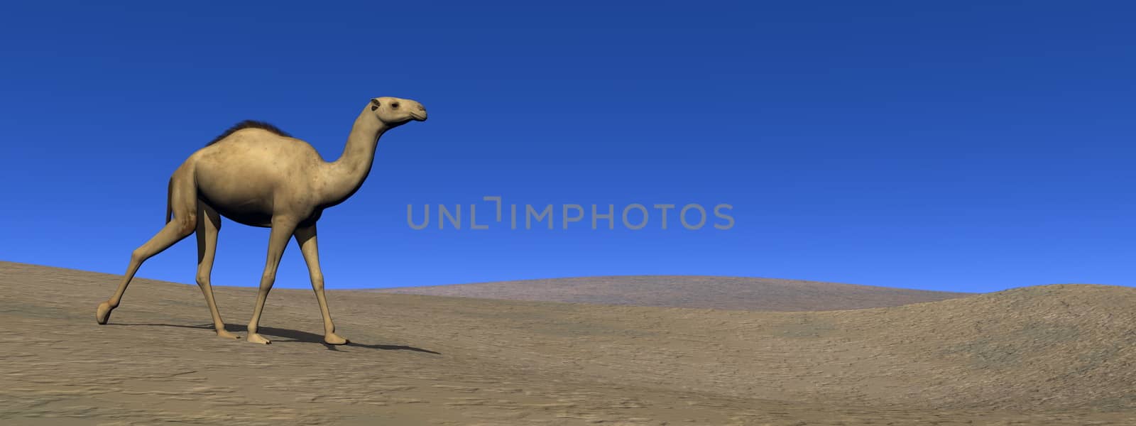 Camel walking upon a sand dune - 3D render