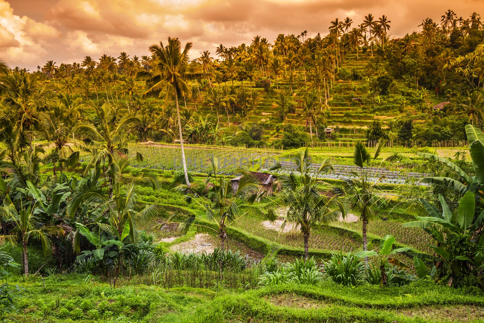Beautiful Rice fields at Sunset Time Bali Indonesia 